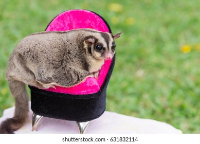 Sugar Glider Sitting On Pet's Chair And Looking At The Green Yard With Copy Space For Text Decoration