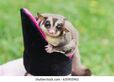 Sugar Glider Sitting On Pet's Chair And Looking At The Camera Over Green Yard In The Garden, Relaxing Time