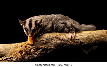 Sugar Glider, A Small Omnivorous, Arboreal And Nocturnal Gliding Possum Belong To The Marsupial Infraclass Sitting On A Branch Eating Fruit