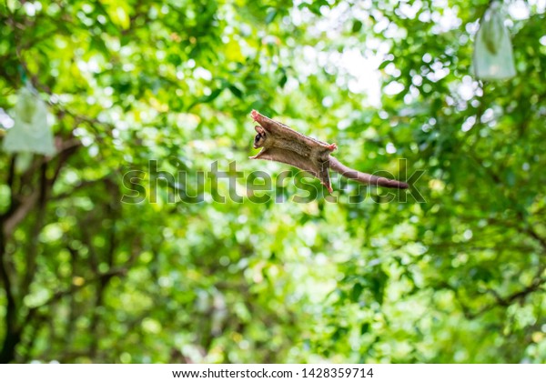 Sugar Gliders seen in a green garden, jump\
and fly from one tree to another\
trees