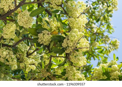 Sugar Gum Tree Flower