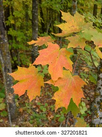 Sugar Maple (Acer saccharum) with Colorful Fall Leaves