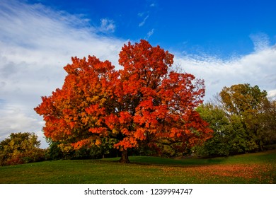 Sugar Maple In Autumn