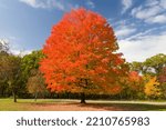 Sugar Maple in Autumn at Willow River State Park, Wisconsin