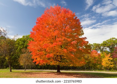 Sugar Maple In Autumn At Willow River State Park, Wisconsin