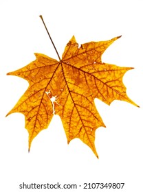 Sugar Maple Fall Leaf Isolated On White Background Acer Saccharum