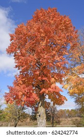 Sugar Maple In The Fall Near Baraboo, Wisconsin