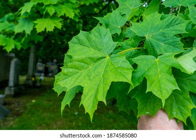 Sugar Maple Green Leaves In Summer.