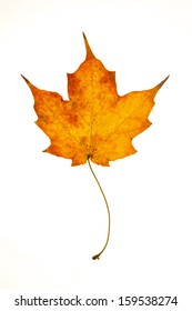 Sugar Maple Leaf