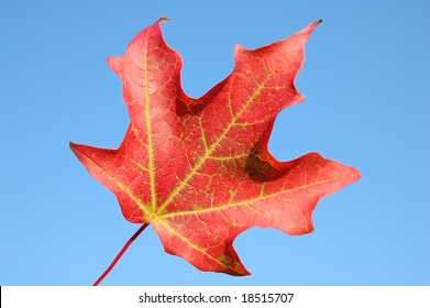 Sugar Maple Leaf Against Sky