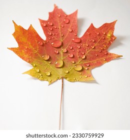 Sugar Maple leaf in Fall color sprinkled with water droplets against white background.