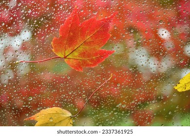 Sugar maple leaf on a rain covered window with fall foliage autumn trees in background.