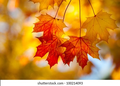 Sugar Maple Leaves In Autumn