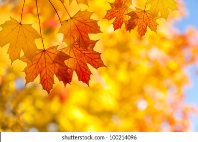 Sugar Maple Leaves In Autumn