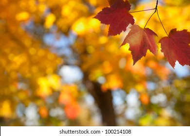 Sugar Maple Leaves In Autumn