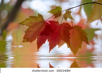 Sugar Maple Leaves In Autumn With Reflection