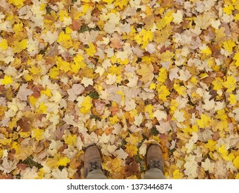 Sugar Maple Leaves Cover The Lawn In An October In WIsconsin