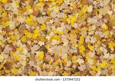 Sugar Maple Leaves On The Lawn In October In Wisconsin