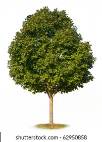 Sugar Maple Tree (Acer Saccharum) Isolated