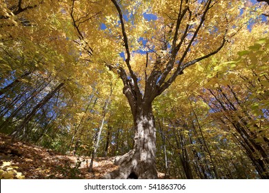 Sugar Maple Tree In Autumn