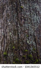 Sugar Maple Tree Bark With Moss Texture