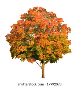 Sugar Maple Tree In The Fall Isolated On White,