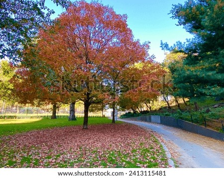 Sugar maple tree with falling red leaves next to a paved path in October in Marcus Garvey Park, Harlem, New York City