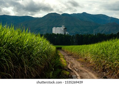 Sugar Mill With Sugarcane Plantation In Valle Del Cauca Colombia