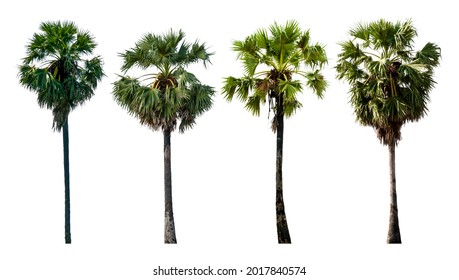 Sugar palm collections isolated on white background (Toddy palm, Asian Palmyra palm, Borassus flabellifer)