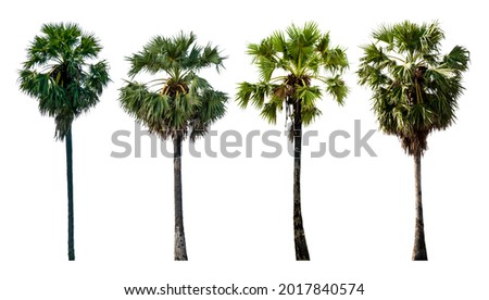 Sugar palm collections isolated on white background (Toddy palm, Asian Palmyra palm, Borassus flabellifer)