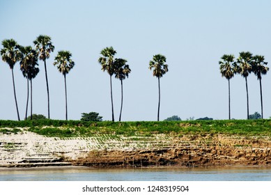 Sugar Palm On Riverbank Of Irrawaddy River In Mandalay,Myanmar.