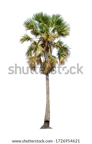 
Sugar palm tree isolated on white
