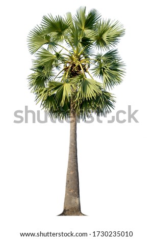 
Sugar palm tree isolated on a white background
