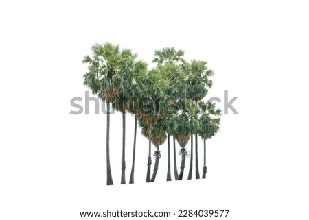 Sugar palm tree isolated on white background.With clipping path.Other name is Lontar,Fan Palm,Palmyra palm.Collection of tree line.