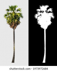 Sugar Palm Tree On Transparent Picture Background With Clipping Path And Alpha Channel