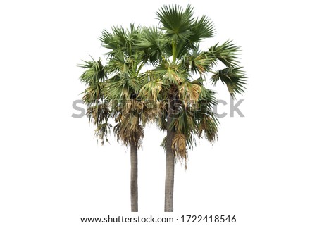  Sugar palm trees or toddy palm isolated on white background.
