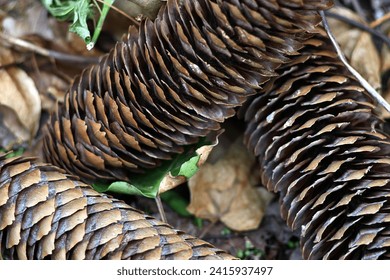 Sugar pine. Pinecones cones seeds. Brown texture layers pattern. Fallen on ground. Close up macro. Cone.