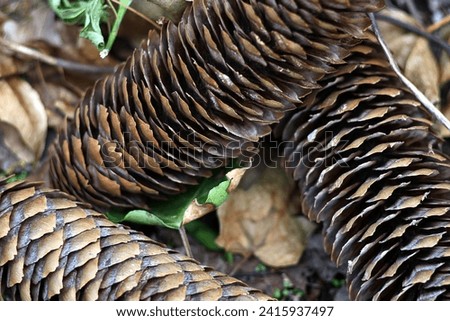 Sugar pine. Pinecones cones seeds. Brown texture layers pattern. Fallen on ground. Close up macro. Cone.