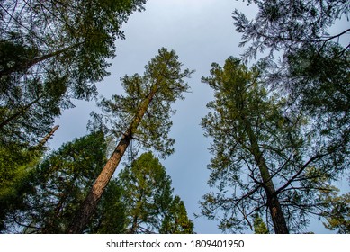 Sugar Pine Point State Park Trees Blue Blue