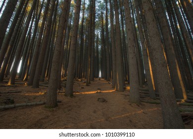 Sugar Pine Walk In Australia