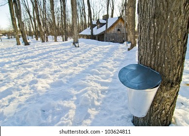 Sugar Shack In The Spring