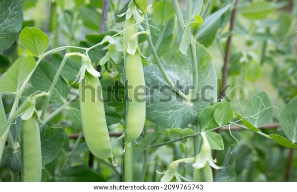 Sugar snap pea with\
flowers, closed up.
