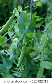 Sugar Snap Pea Plant	