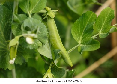 Sugar Snap Pea Ready To Pick In The Home Garden