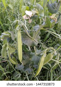 Sugar Snap Peas Growing On Vine