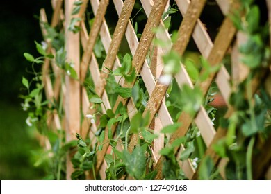 Sugar Snap Peas Growing Up Trellis In Organic Garden