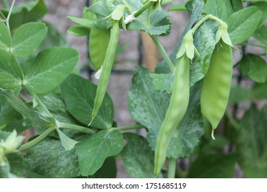 Sugar Snap Peas On The Vine