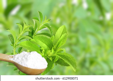 Sugar Substitute Stevia Plant And Extract Powder On Unfocus Background
