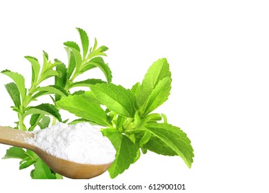 Sugar Substitute Stevia Plant And Extract Powder On White Background
