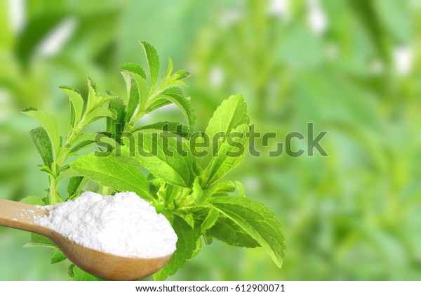 sugar substitute Stevia plant and extract
powder on unfocus
background
